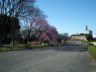 椿寒桜＝ツバキカンザクラ