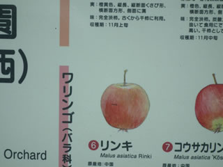 「リンゴ古品種」