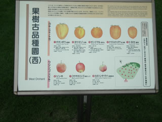 「果樹古品種・リンゴ」