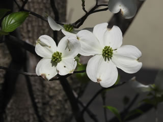 「春の花々」