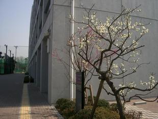 クリックすると元のサイズで表示します