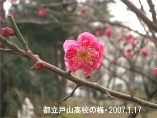 クリックすると元のサイズで表示します