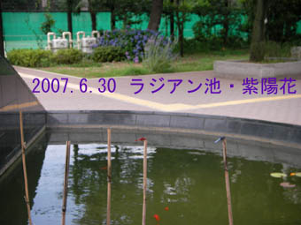 戸山のアジサイ