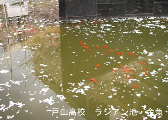 ラジアン池・金魚