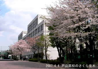 戸山高校・記念樹さくら