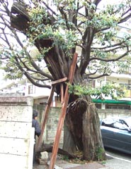 高田馬場の茶屋