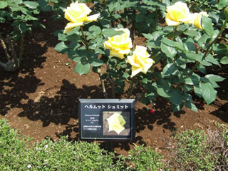 ヘルムット・シュミット