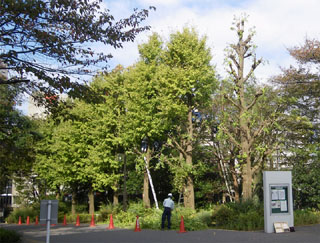 ビオトープ地区銀杏