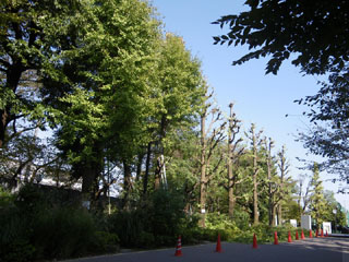 ビオトープ地区銀杏