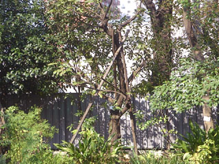 卒業２５年記念樹