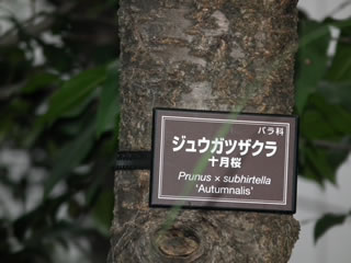 十月サクラ