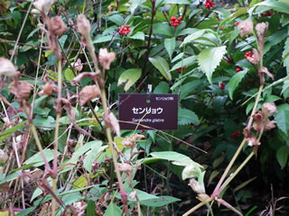 センリョウ