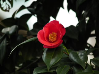 つばき：赤西王母