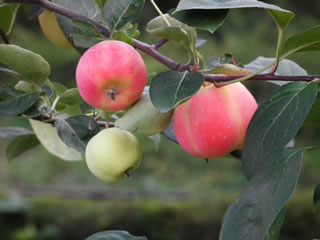 スライドショウ