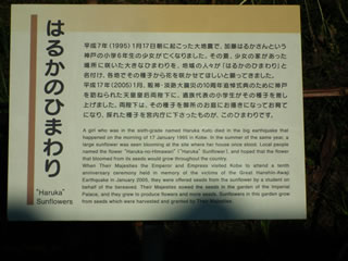 はるかのひまわり