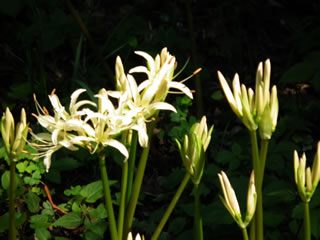 シロバナマンジュシャゲ