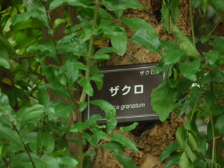 ザクロ＝柘榴