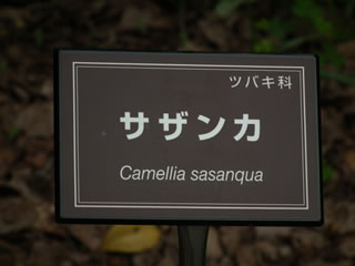 さざんか＝山茶花