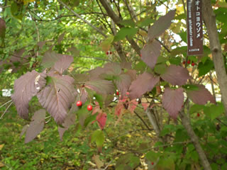 オトコヨウゾメ