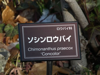 ソシンロウバイ（素心蝋梅）