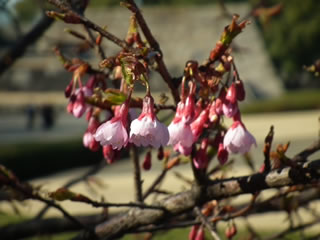 琉球寒緋桜＝リュウキュウカンヒザクラ