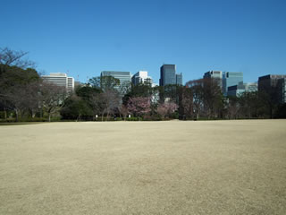 寒桜（カンザクラ）