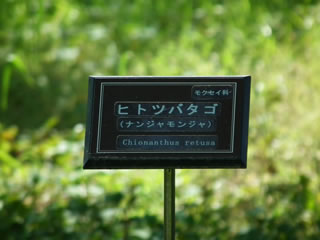 �i���W�������W���̖�