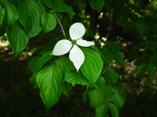 ���}�{�E�V�̉�