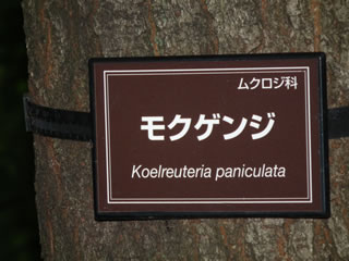 モクゲンジの花