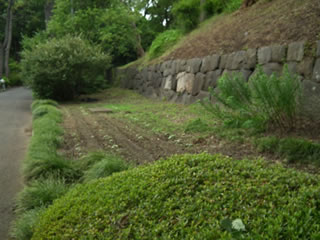 ハルカのひまわり