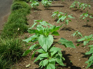 ハルカのひまわり：７月