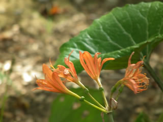 キツネのカミソリ