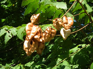 モクゲンジの実