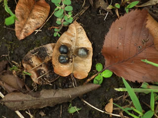 モクゲンジの実