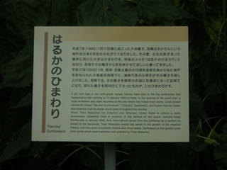 ハルカのひまわり：９月