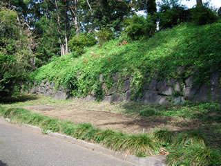 ハルカのひまわり：９月