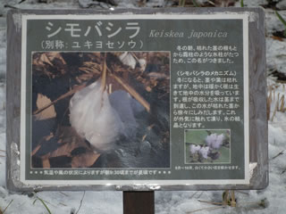 二の丸雑木林のユキヨセソウ