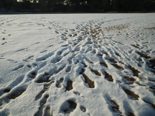 本丸大芝生とフユザクラ