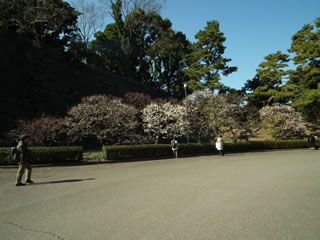 梅林坂には色々な梅が