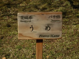 「茨城県の木」は「梅」