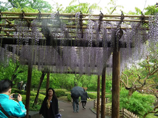 「二の丸庭園の藤棚」