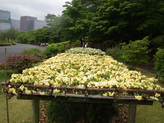 モッコウバラの棚作り