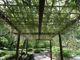 「二の丸庭園の藤棚」