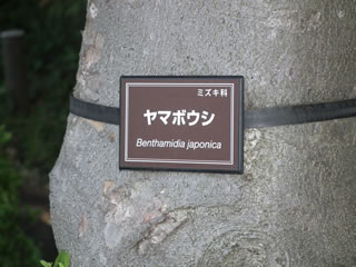 「ヤマボウシの花が満開です」