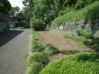 本丸休憩所そばのハルカのヒマワリ