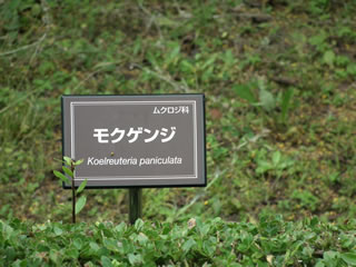 「モクゲンジの活動開始」