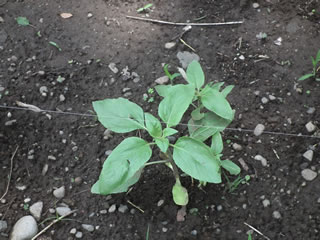 本丸休憩所そばのハルカのヒマワリ