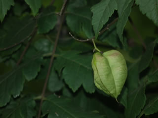 「モクゲンジ」