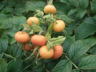 バラの島・バラの実