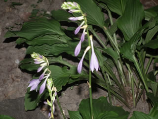 「コバギボウシ＝小葉擬宝珠」